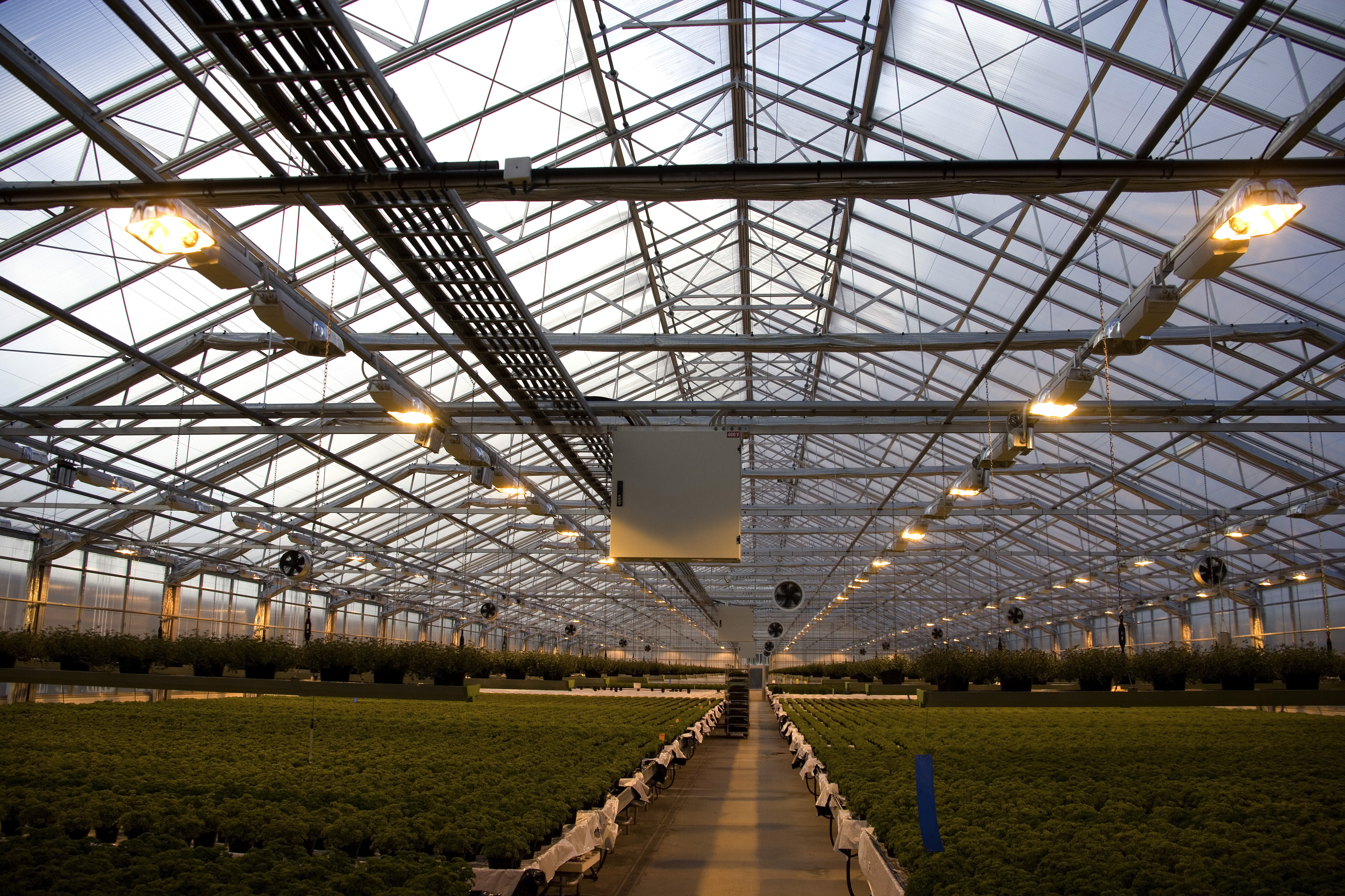a greenhouse with rows of plants